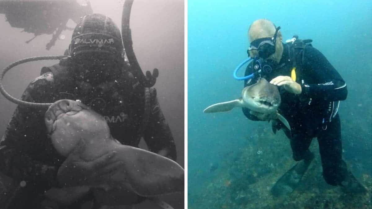 Lo squalo va ad abbracciare il sub ogni volta che ne vede uno. Sono già diversi anni di amicizia