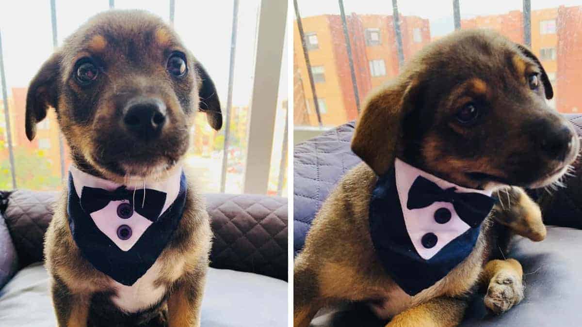 Il cucciolo non vedeva l’ora di andare nella sua nuova casa, ma il suo adottante non è mai arrivato