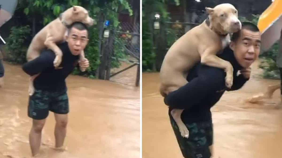 Il ragazzo porta il suo cucciolo sulla schiena per salvarlo dall’acqua (Video)