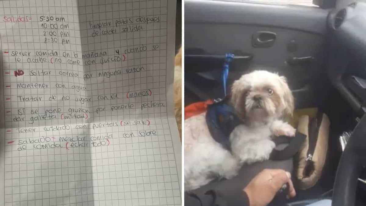 Un cucciolo abbandonato in un taxi con una lista di istruzioni trova una nuova casa