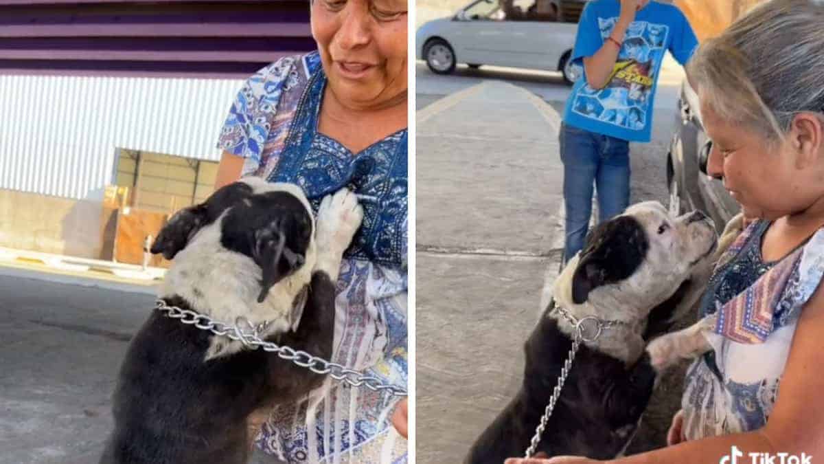 Il cane rubato 2 anni fa si è ricongiunto al padrone ed è corso ad abbracciarla: “Non perdere la speranza”