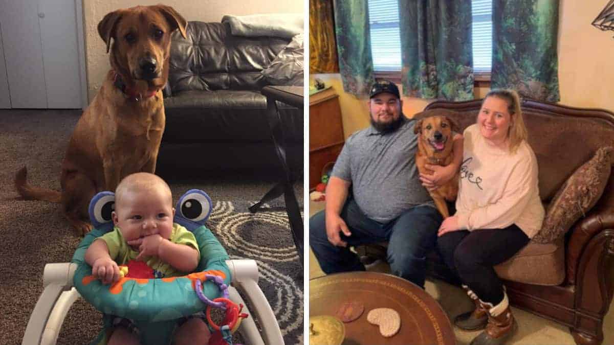 Famiglia perde il cucciolo e lo ritrova 3 anni dopo, a 1.900 chilometri di distanza: “Non ci siamo arresi”