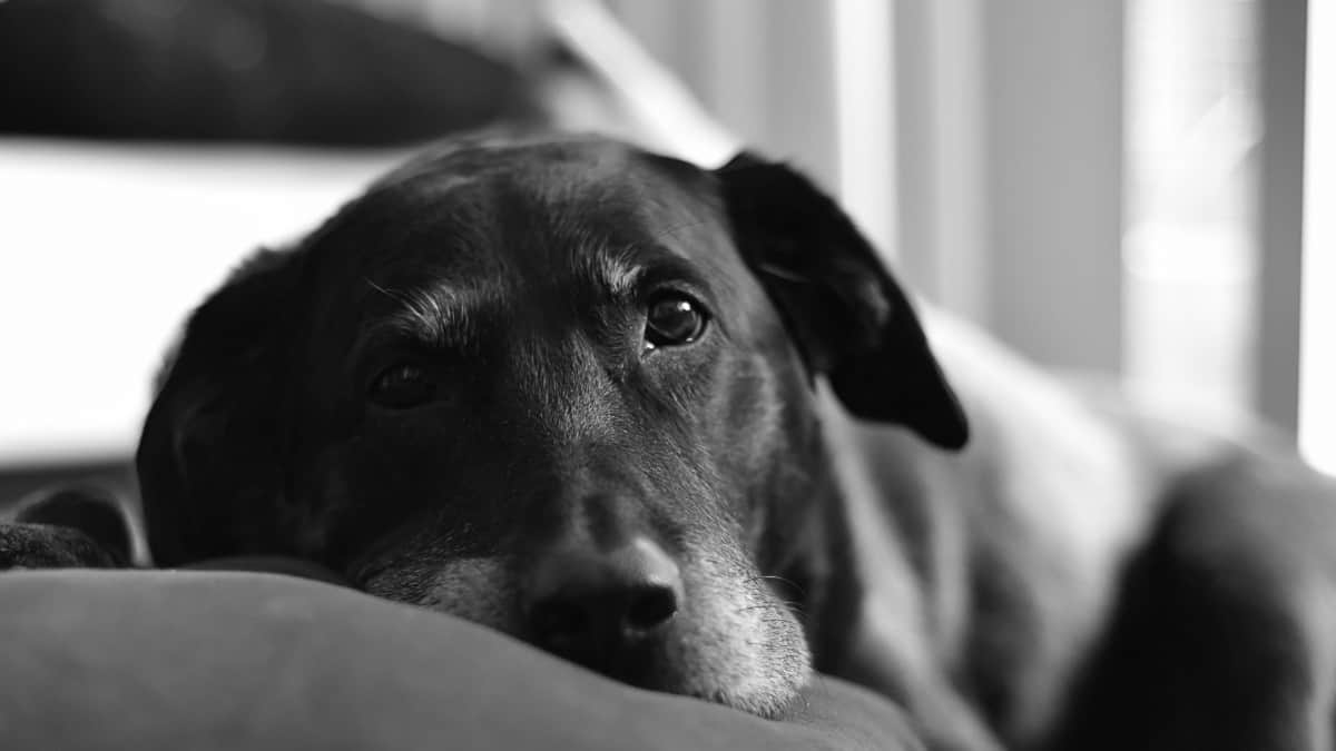 Gli esperti rivelano che perdere un cane è difficile quanto perdere una persona cara
