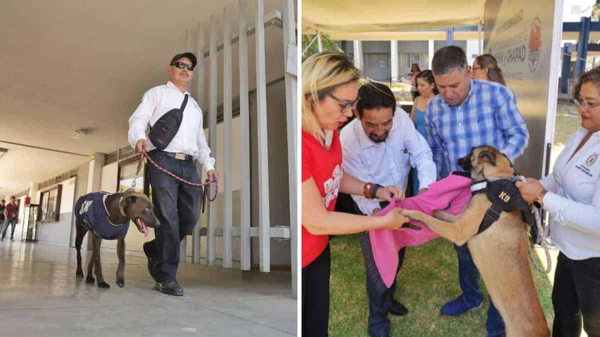 L’università messicana ha adottato tre cuccioli maltrattati e li ha “assunti” come guardie. Gli studenti li adorano