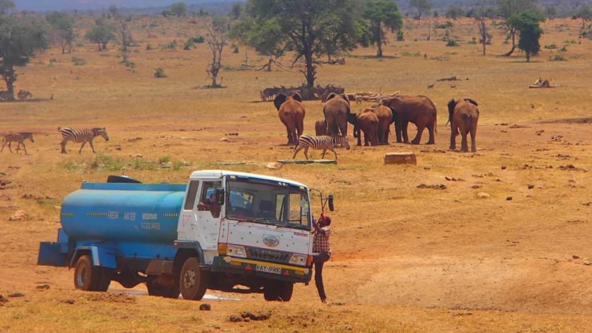 Gli elefanti corrono quando sentono il camion cisterna che viene a portargli l’acqua
