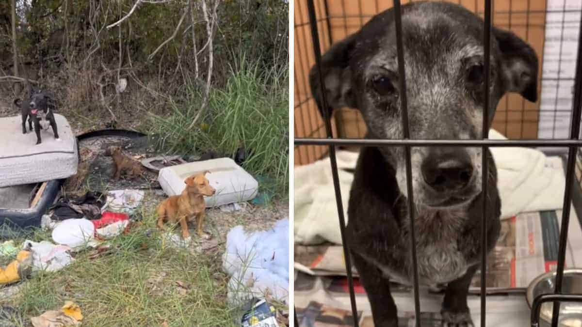 Una donna trova tre generazioni di una famiglia di cani “buttate via” e giura di dar loro una nuova vita