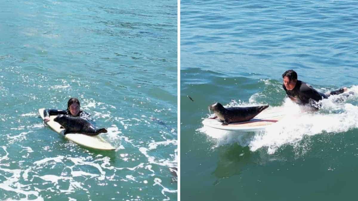 Cucciolo di foca sorprende i surfisti salendo allegramente sulle loro tavole per fare surf