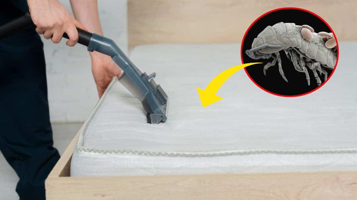 Gli acari infestano il vostro materasso? Ecco la soluzione più efficace per eliminarli in un batter d’occhio.