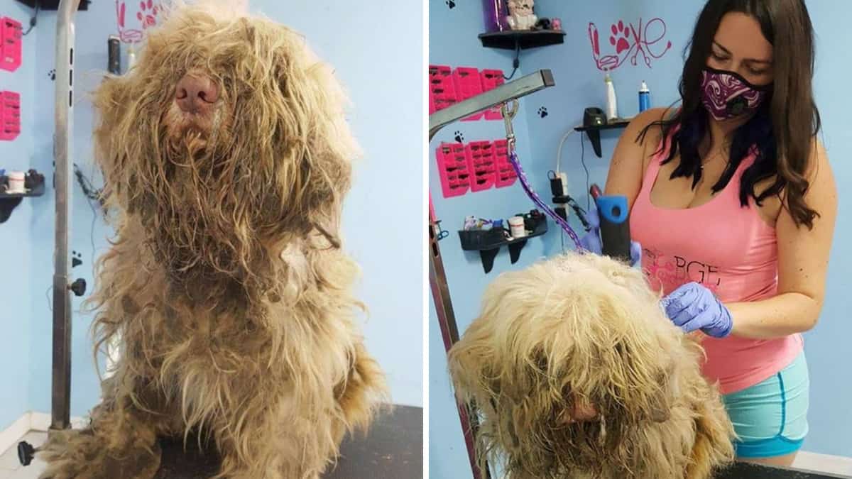 Il toelettatore viene a sapere di un cane randagio col pelo totalmente arruffato e apre il salone nel cuore della notte per aiutarlo