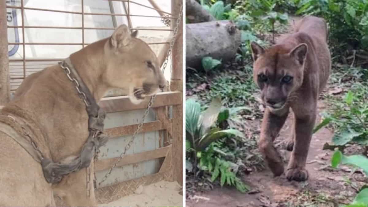 Il leone di montagna del circo, incatenato per 20 anni, sperimenta per la prima volta la libertà