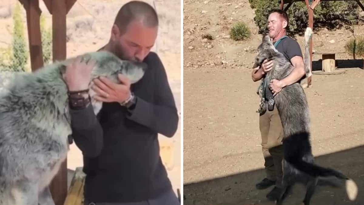 Un uomo salva il lupo dal cassonetto e ora sono completamente ossessionati l’uno dall’altro