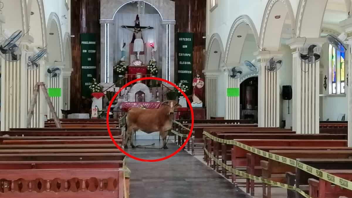 Mucca sfugge al macello e si rifugia in chiesa: sembra implorare per la sua salvezza