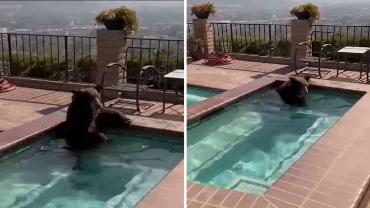 Ondata di calo: anche un orso è dovuto entrare in una vasca idromassaggio di una casa in California (VIDEO)