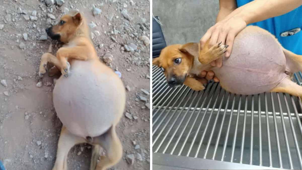 Ragazza soccorre un cucciolo dalla pancia gonfia e gli dona una seconda chance (VIDEO)
