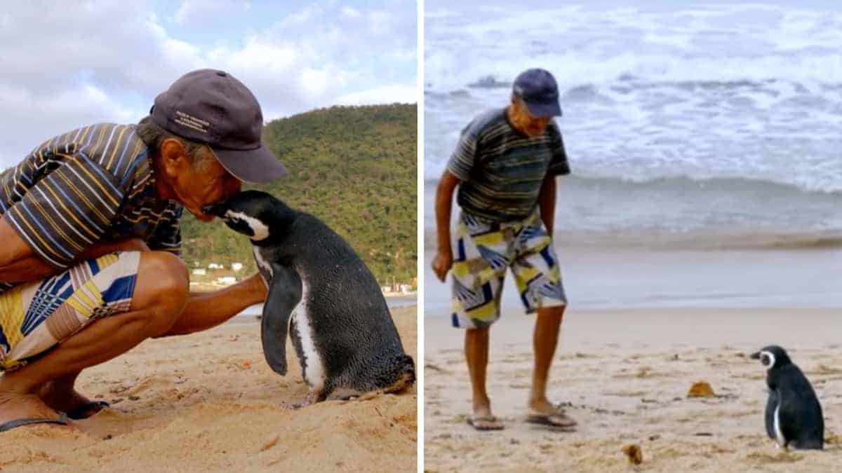 Il pinguino nuota per 8.000 Chilometri ogni anno per visitare l’uomo che gli ha salvato la vita