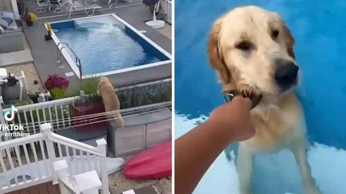 Bellissimo Golden Retriever salta il recinto per andare a fare un bagno nella piscina del vicino, poi rifiuta anche di tornare a casa