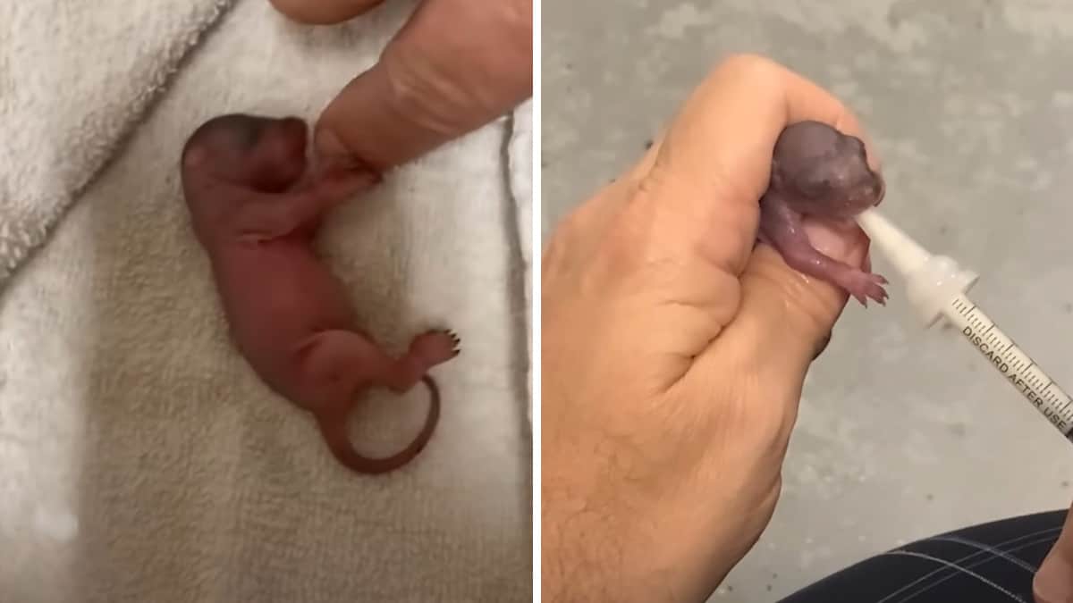 Un uomo vede una tartaruga esausta e appesantita dai cirripedi e si tuffa rapidamente per aiutarla