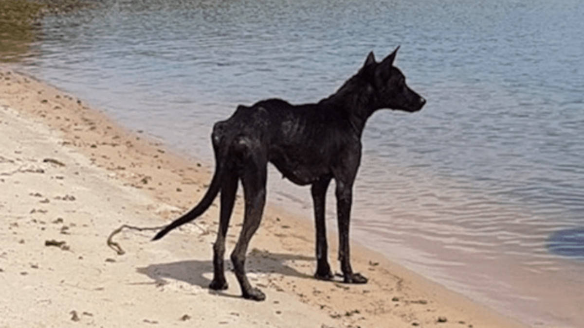 Durante una crociera in Amazzonia, un uomo scopre un cane su un’isola desolata.