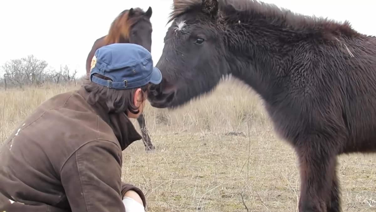 Cavallo incatenato bacia il soccorritore dopo essere stato liberato (VIDEO)