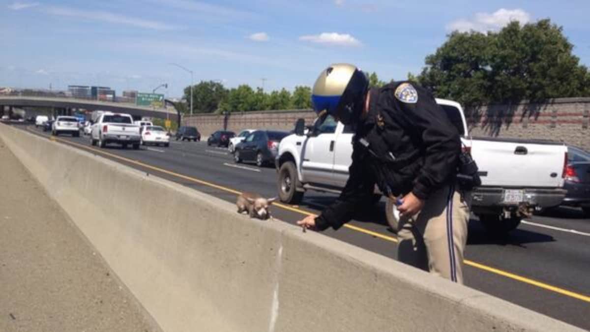 Un adorabile cucciolo viene soccorso in una pericolosa corsia autostradale.
