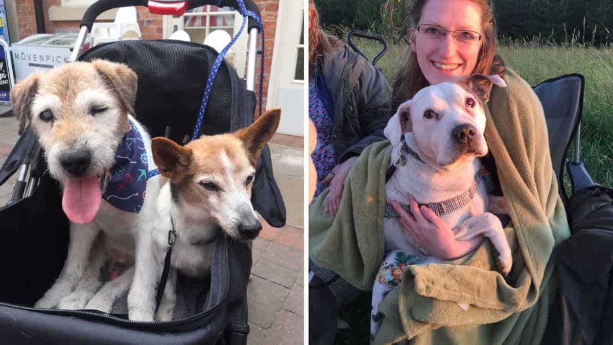 Un’anziana infermiera crea una casa di riposo per cani, garantendo loro amore e cure nei loro ultimi giorni