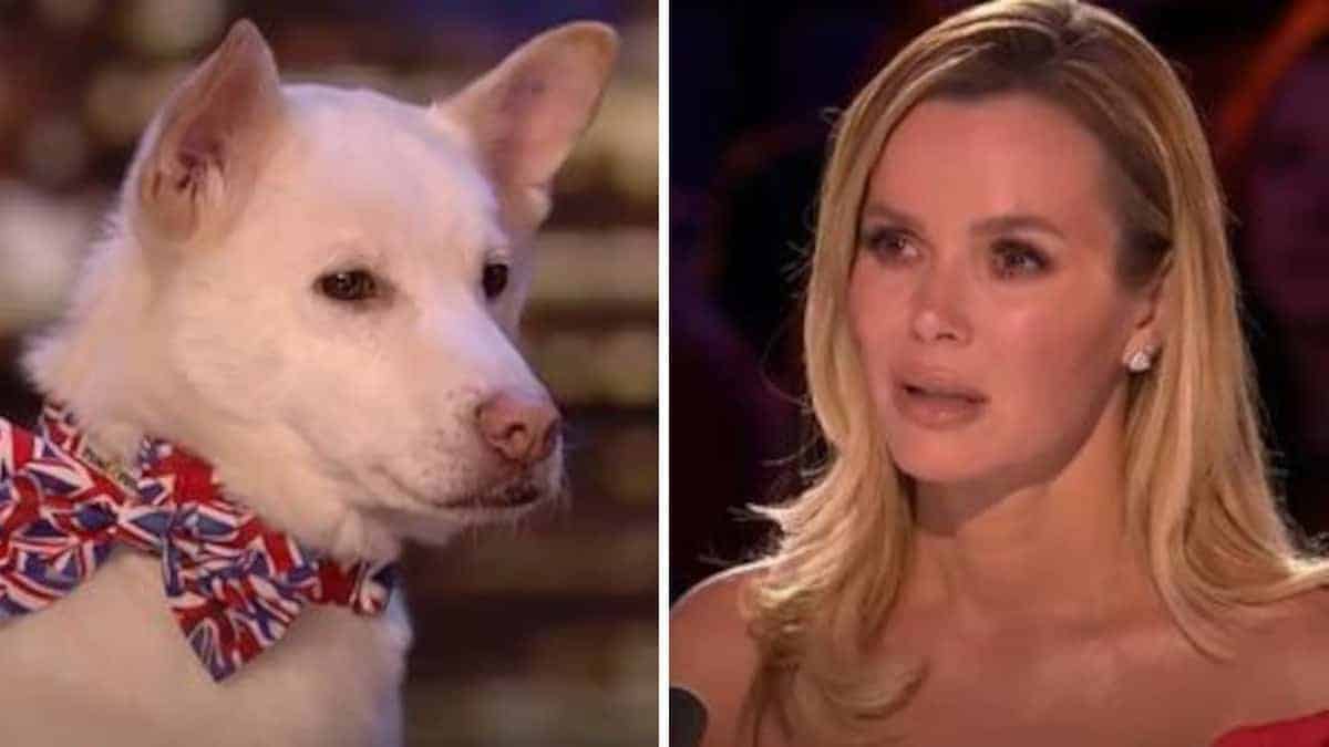 La trasformazione di questo cane ha commosso tutti: la foto prima del suo recupero è irriconoscibile.