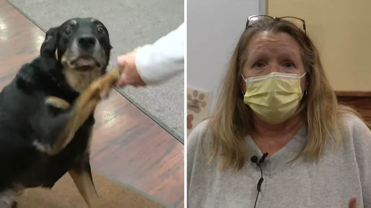 Il cane fugge dal rifugio per animali 3 volte per intrufolarsi nella casa di cura, poi l’infermiera mette insieme i suoi “segni”.