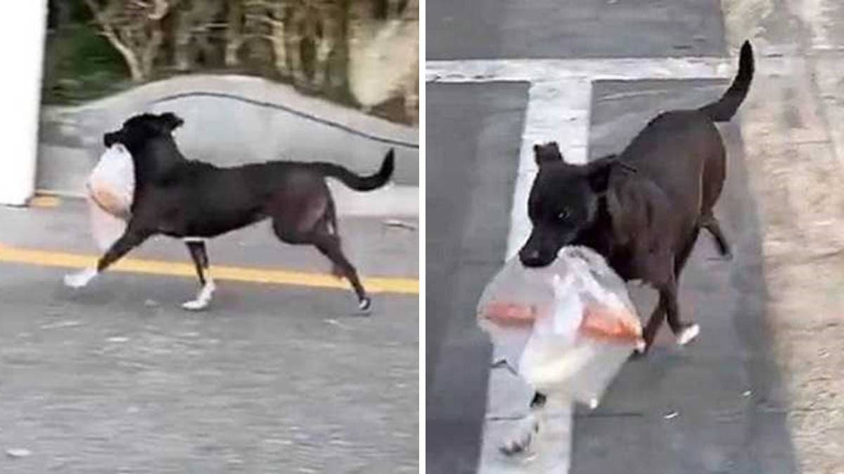 Per dieci anni, un cane visita giornalmente il negozio per acquistare la colazione per la sua cara “nonna”.