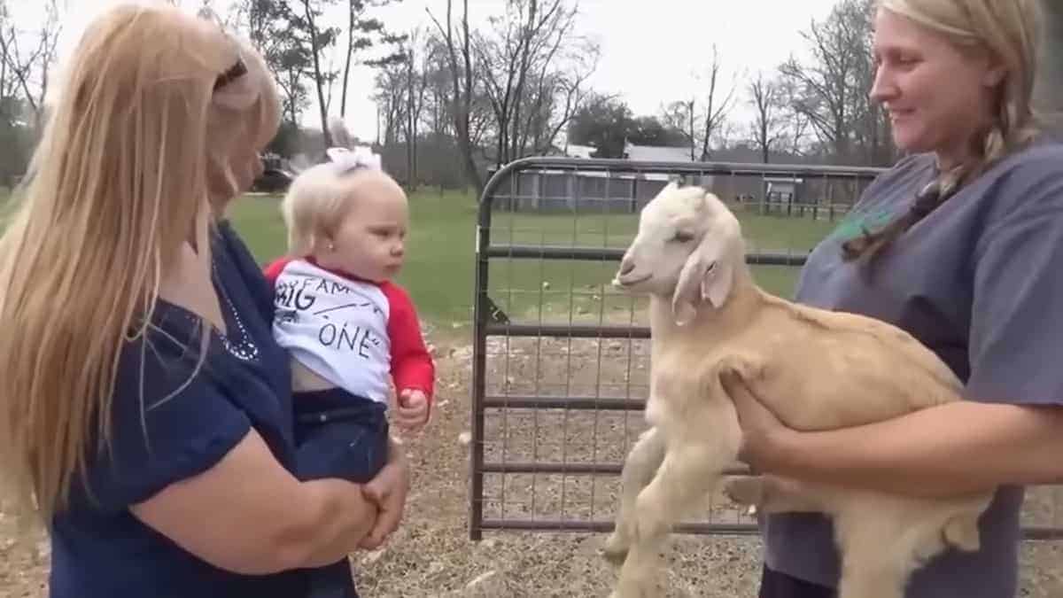 La dolce conversazione tra una bambina e una capra: il momento più dolce che vedrete oggi