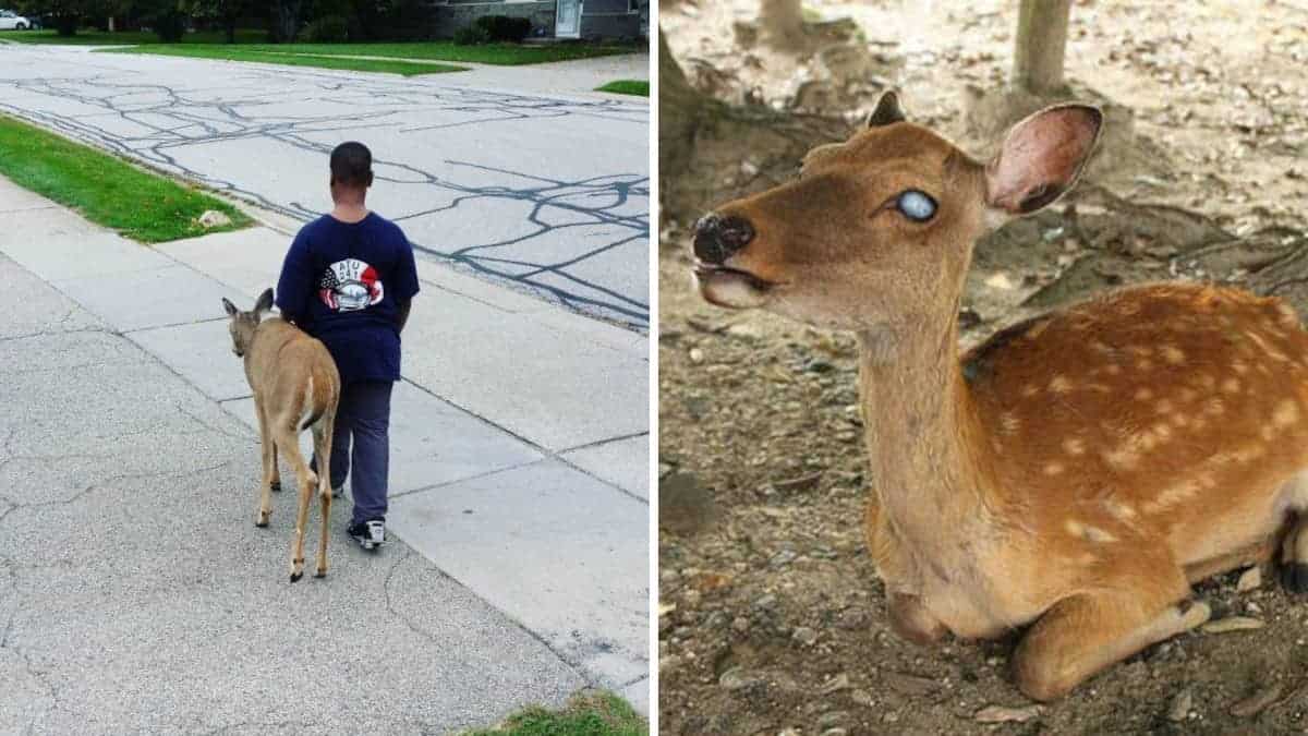 Ogni giorno un bambino aiuta il cervo cieco a trovare il cibo prima di andare a scuola