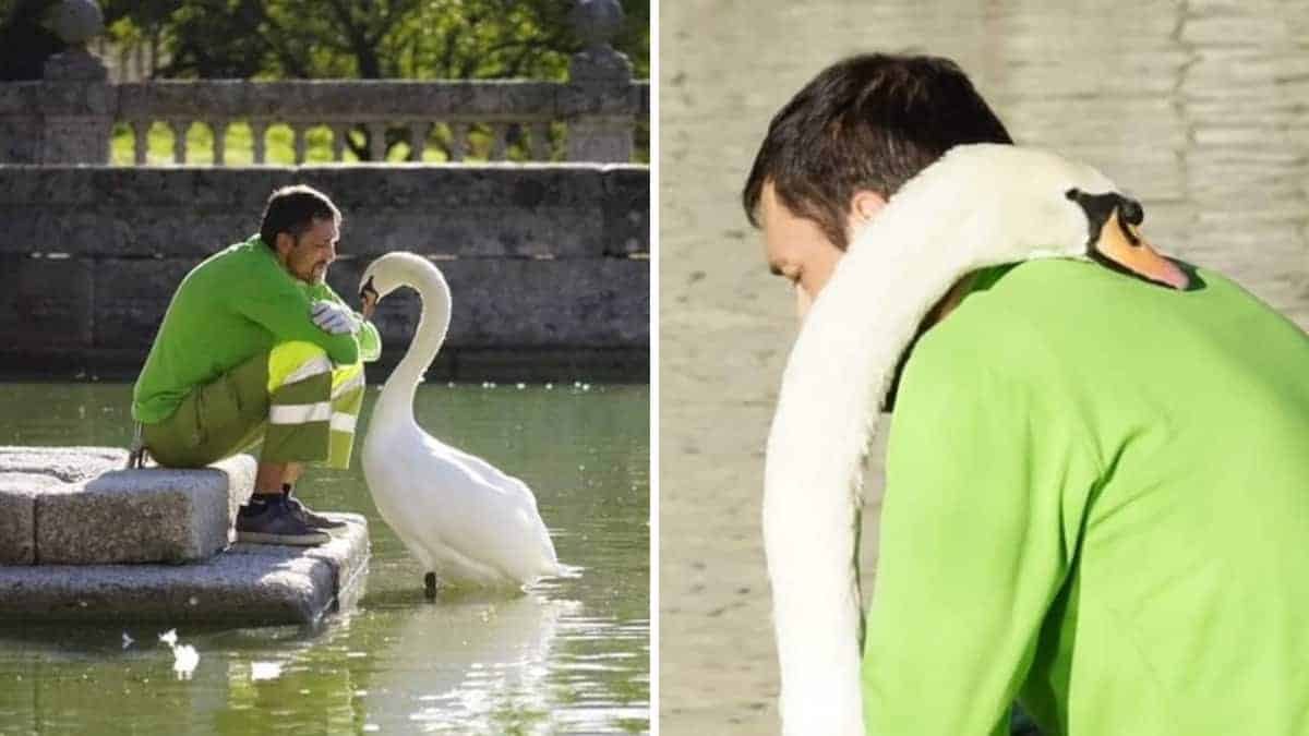 Il cigno solitario si precipita per fare le coccole al giardiniere che gli fa compagnia quotidianamente