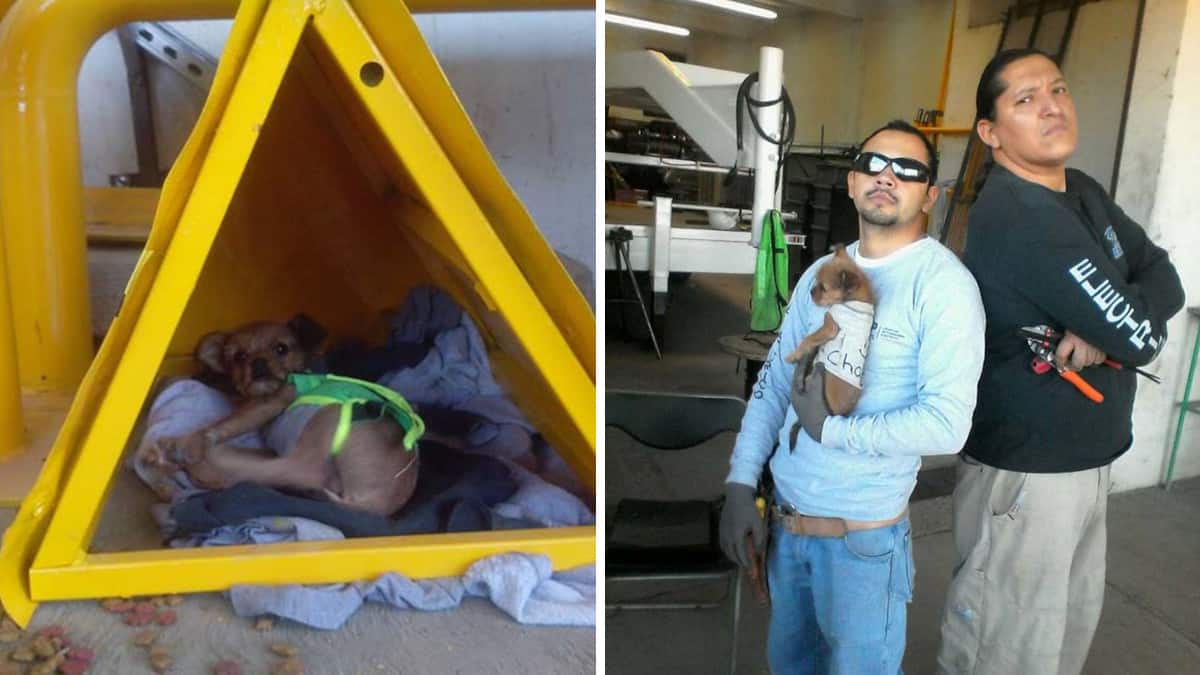 Chalán, il cagnolino che è passato dall’essere scaraventato da un’auto all’essere il più coccolato nel suo lavoro