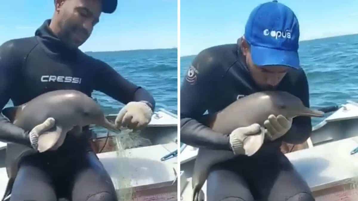 Un cucciolo di delfino si avvicina alla barca per chiedere ai suoi occupanti di salvargli la vita