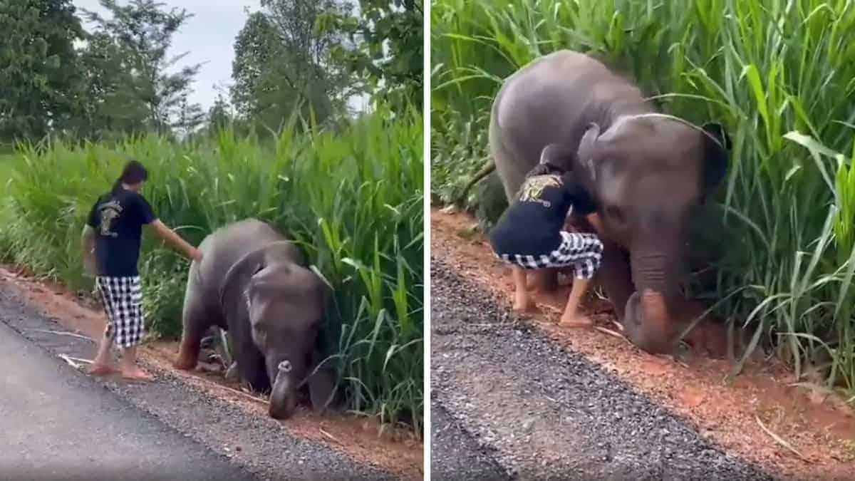 Un video emozionante mostra una ragazza che salva un elefantino, e la sua reazione è davvero indimenticabile