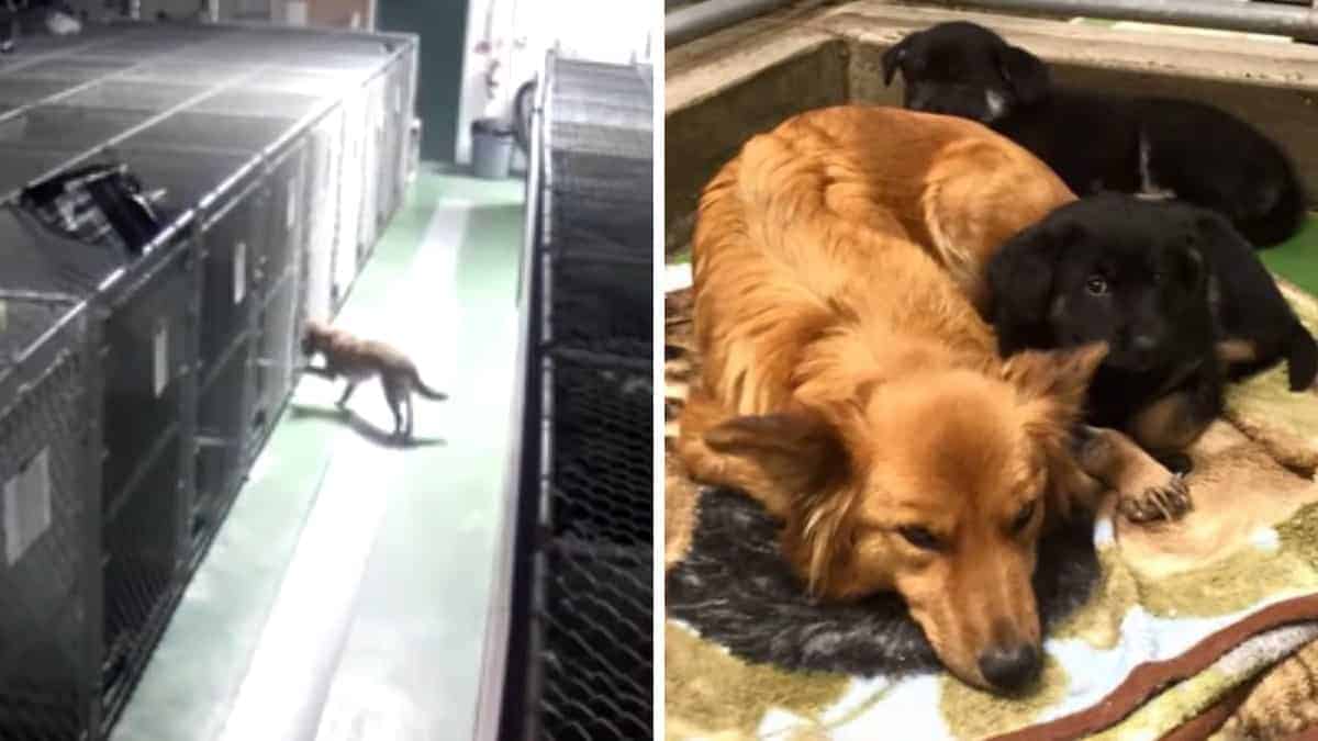 Una telecamera sorprende un cane che lascia la sua cuccia per confortare due cuccioli in affido che piangono.