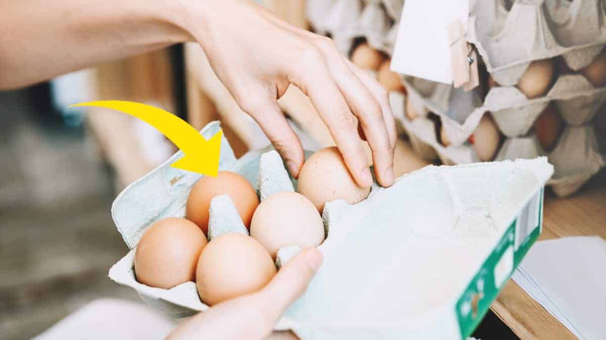 L’invenzione del cartone per uova: un design invariato da oltre un secolo.