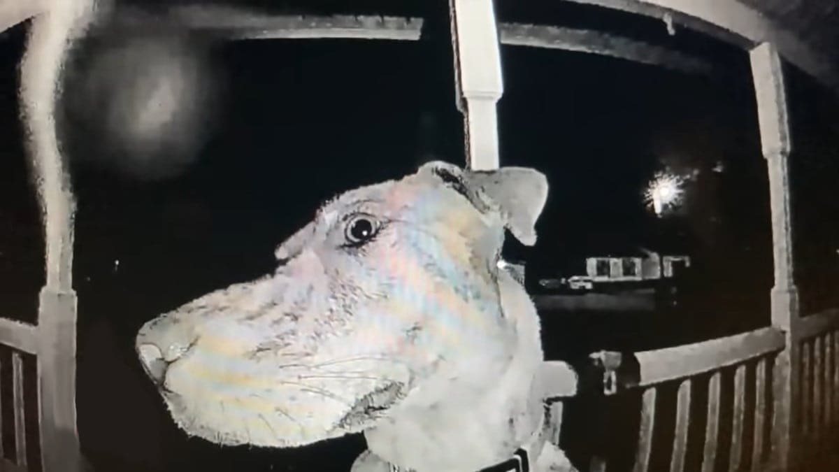 Il cane scomparso suona il campanello della famiglia alle 3 del mattino per dire loro che è a casa