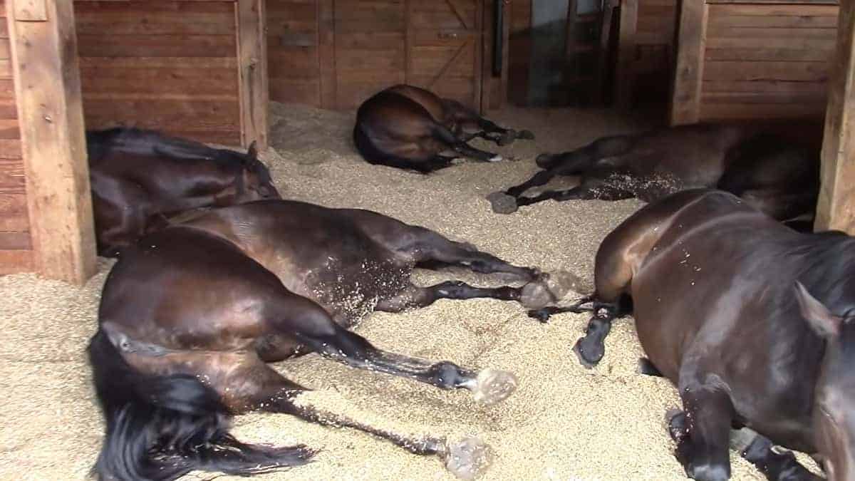 Il proprietario filma i cavalli che russano e scoreggiano pacificamente nella stalla