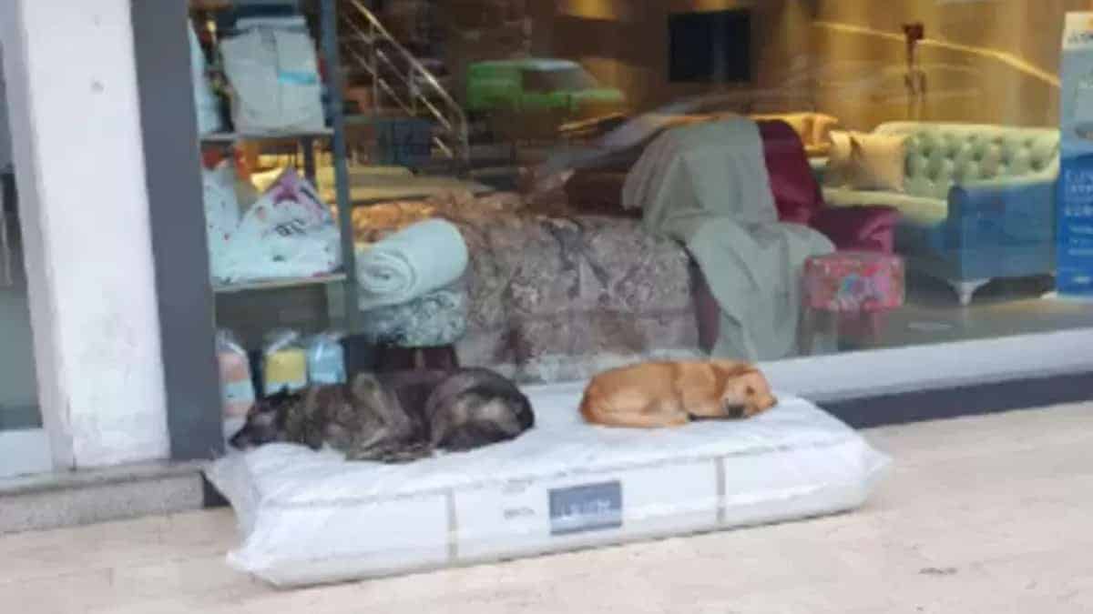 Negozio di mobili mette a disposizione materassi per far dormire i cani randagi