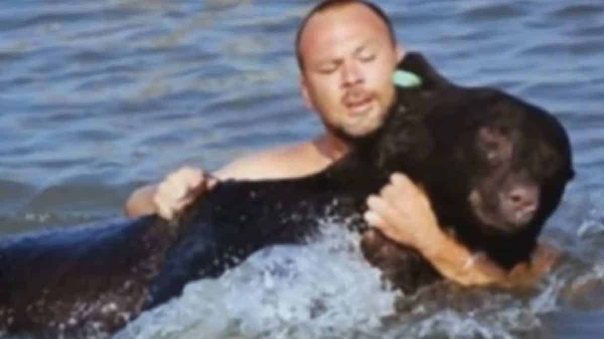 Un uomo coraggioso salta in acqua per salvare dall’annegamento un orso nero di 170 kg