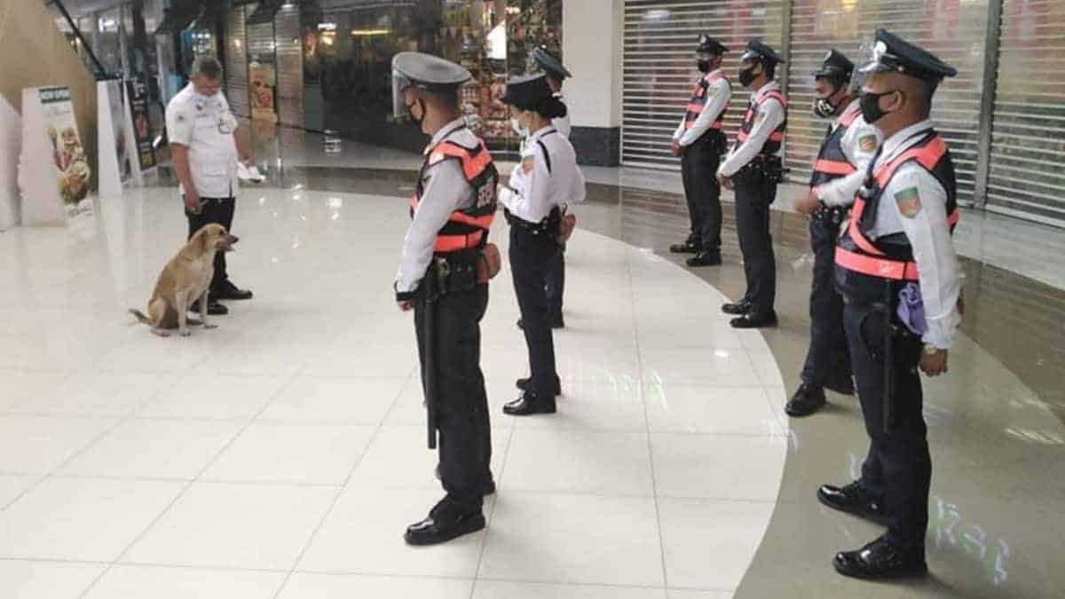 Il cane che vagava in un centro commerciale diventa una guardia di sicurezza