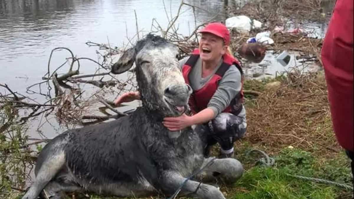 Un asino sorride da un orecchio all’altro dopo essere stato salvato