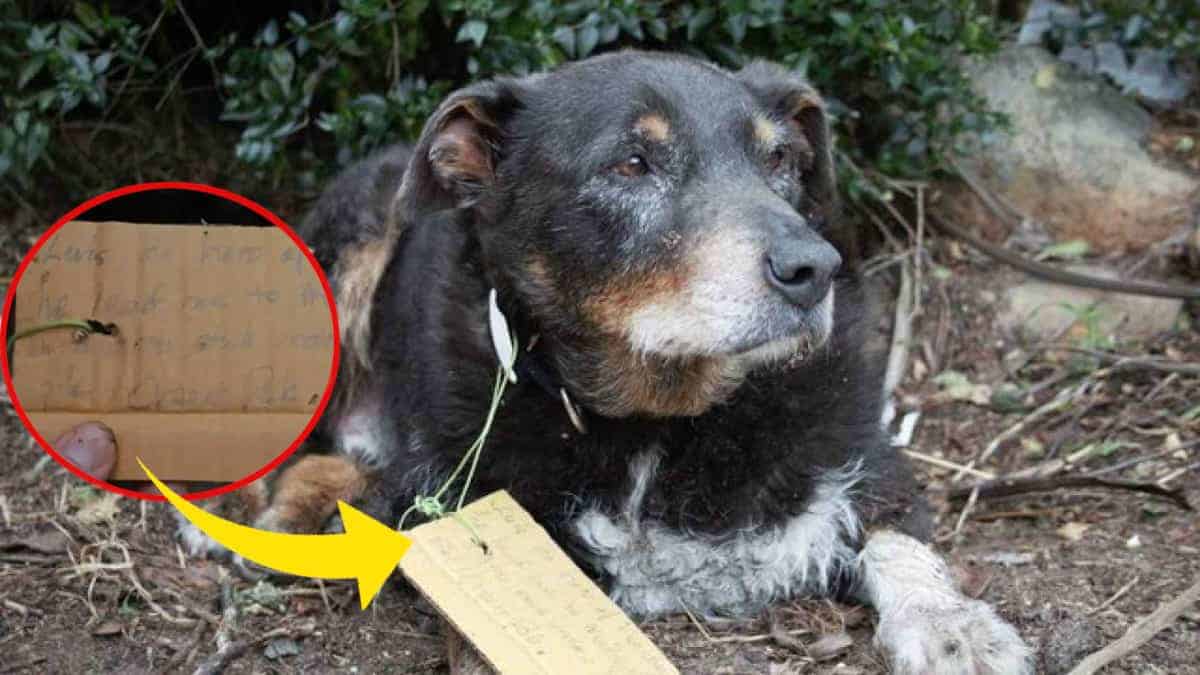 Il pastore scomparso ritorna a casa: sul collo una nota scritta a mano