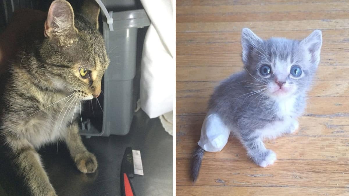 Mamma gatta supplica il soccorritore di liberarla per condurlo al suo cucciolo ferito.