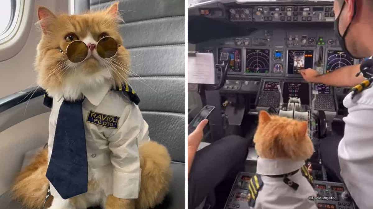 Il gatto del pilota vola con lui e conquista il cuore dell’intero equipaggio.