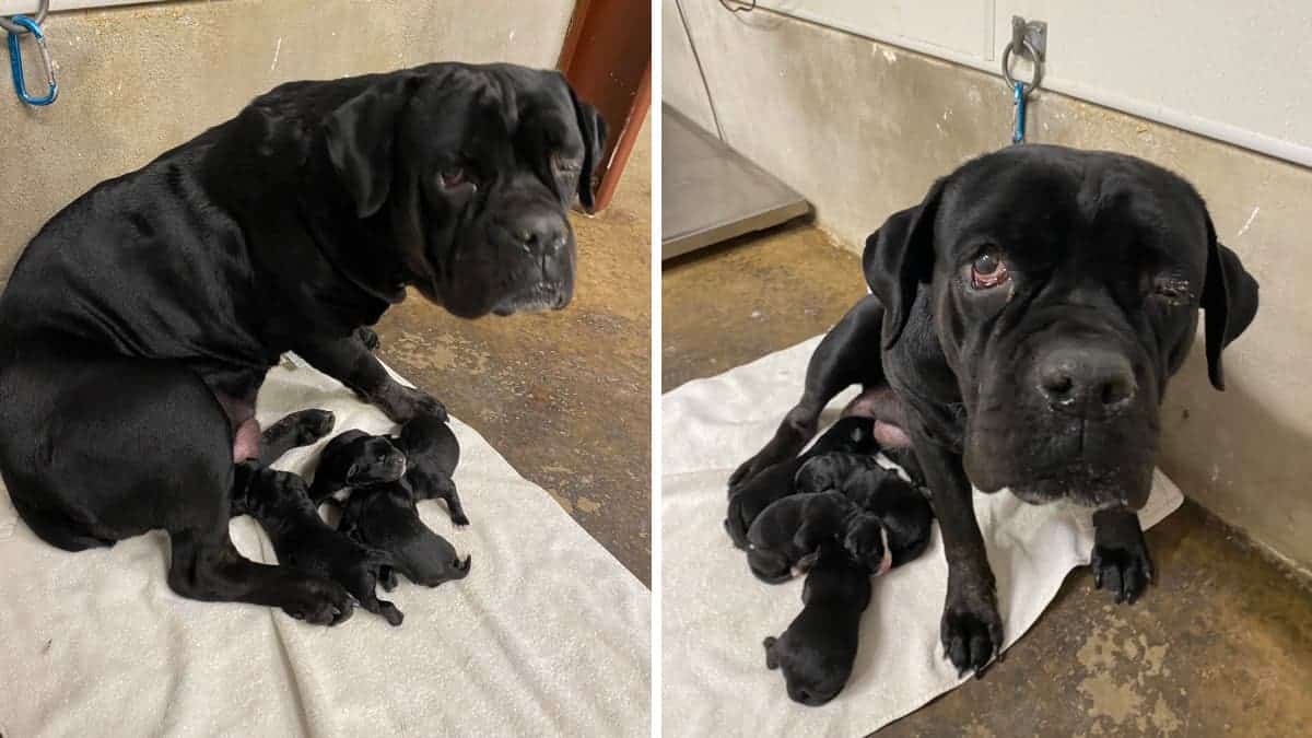 Mamma cane difende i suoi cuccioli neonati dopo essere stati abbandonati dal proprietario su una strada di campagna