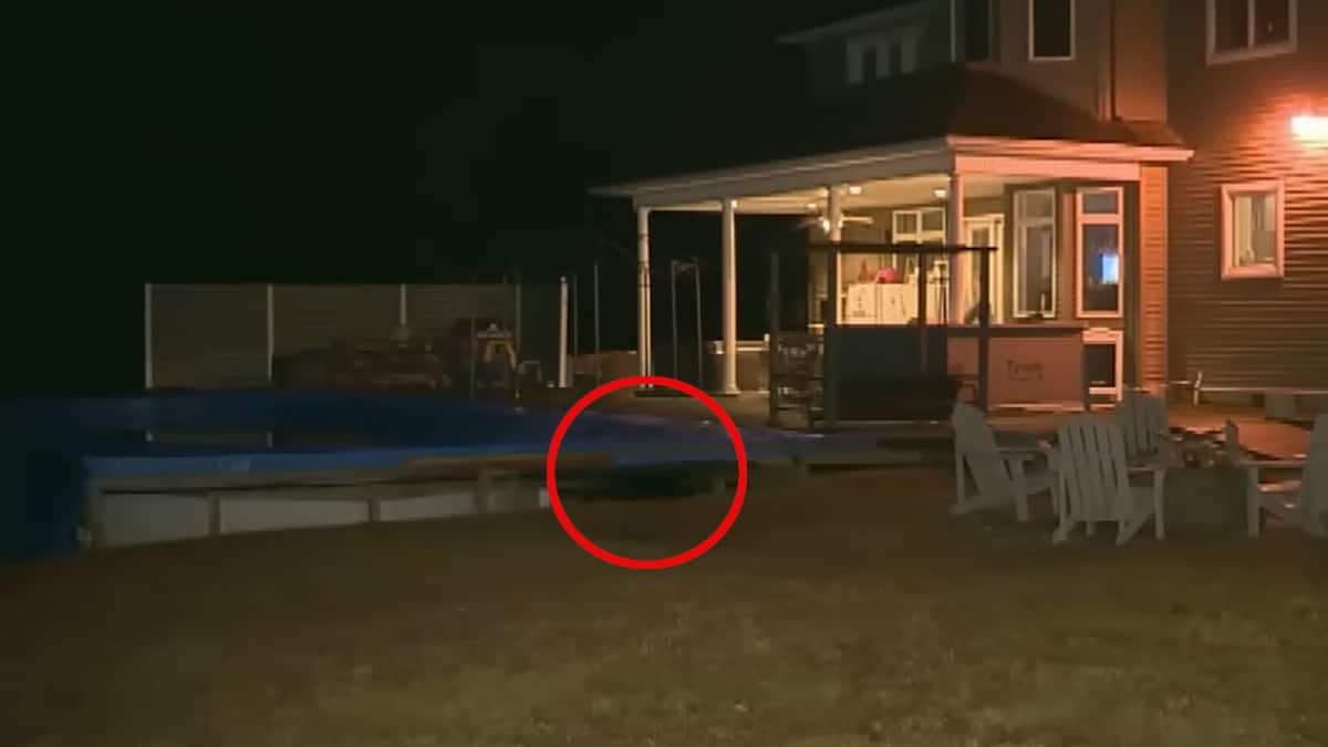 Il cane si rifiuta di uscire e quando i proprietari controllano il cortile trovano un “intruso gigante” sotto il ponte