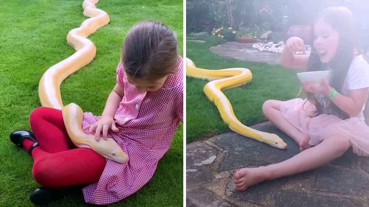 La bambina ha una stretta amicizia con un pitone di 16 piedi e papà pensa che sia molto “fortunata” per questo