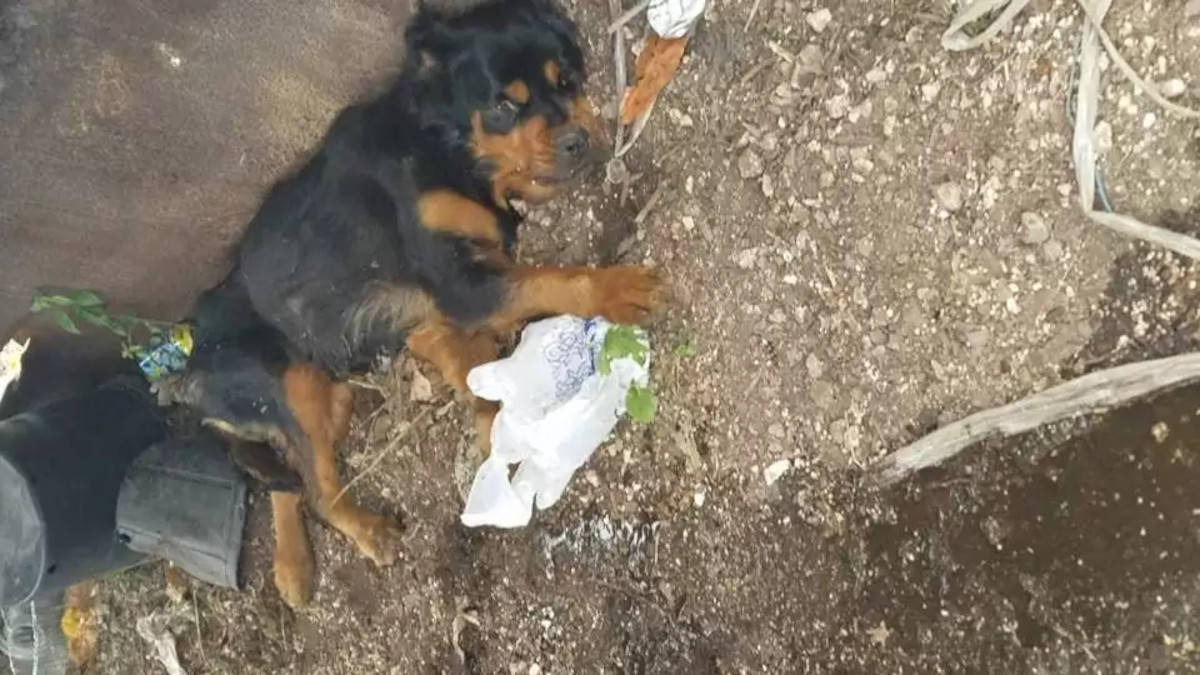 Cane paralizzato lasciato in un container: non immaginava che sarebbe stata salvata