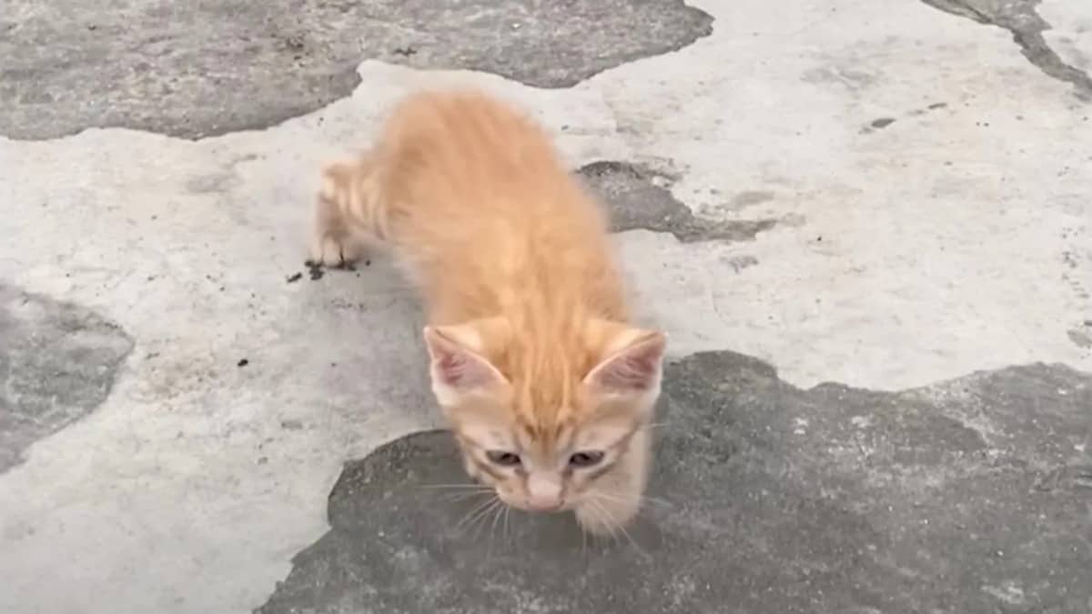 Abbandonata a causa della sua malattia, la piccola gatta corre verso i volontari in cerca di salvezza.